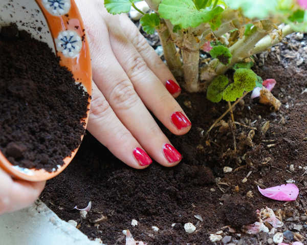 Fortifier plantes avec marc cafe