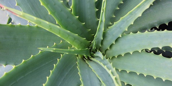 Plante aloe vera 1